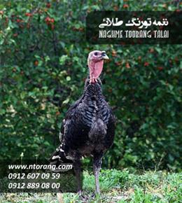 فروش جوجه بوقلمون برنز 20 روزه